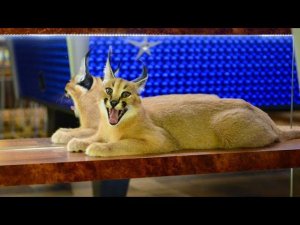 Обзор моих кошек. Чаузи и Каракалы (степная рысь)