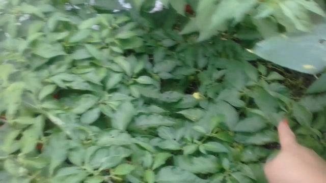 Адское пекло  ! Перец Хабанеро