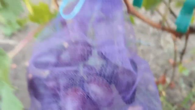 Форма винограда Франческа и др. 19 августа 2024. Виноградник Щереденкова В. А..mp4