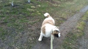 Щенок гоняет курей. Московская сторожевая собака.