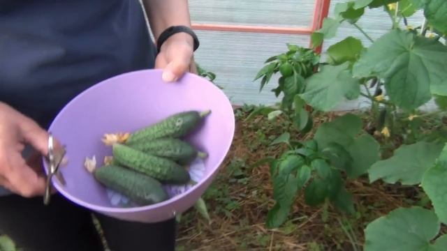 КУПИЛИ СТАРУЮ ДАЧУ  ИТОГИ ТРЕТЬЕГО ГОДА