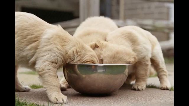 корм для собак цезарь купить смотреть онлайн