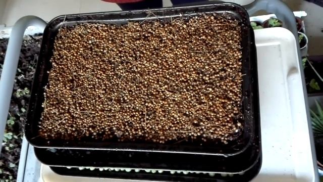 Микрозелень (Microgreens). Выращивание микрозелени. Природное земледелие