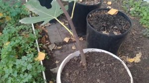 Инжир  какие сорта лучше !!!