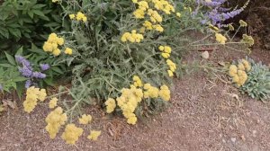 What is Blooming in My Zone 6 Water Wise Landscape in July