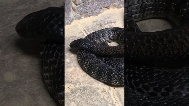 Tiger Snakes - Featherdale Wildlife Park