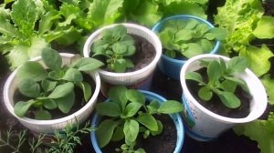 Выращивание рассады Петунии после пикировки на подоконнике и в теплице