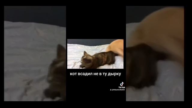 кот всадил не в ту дырку