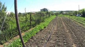 Шпалера для огурцов своими руками и подвязка огурцов.