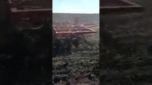 Культиватор КПС-4,5 на S-образных стойках в работе \ видео от клиента