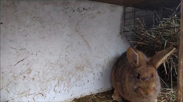 Самые распространенные болезни кроликов //Лечение//Жизнь в деревне!!! смотреть онлайн