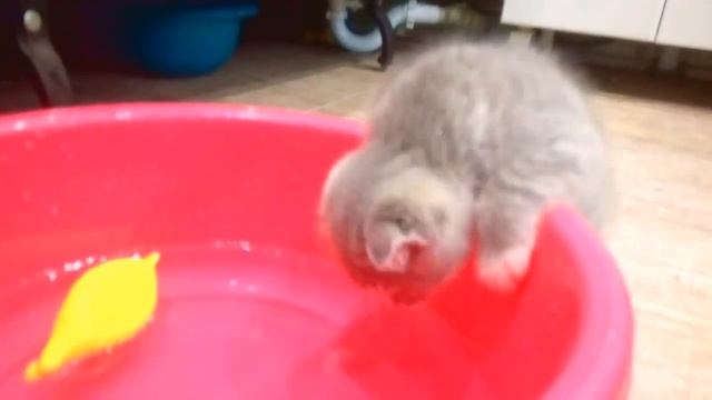 Котёнок ловит рыбу.котики и ротики 13 смотреть онлайн
