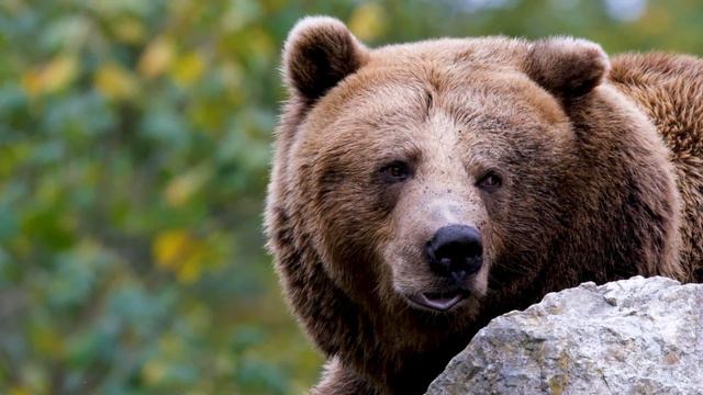 NEW Animal sounds effect. Bear / Звуки животных. Медведь смотреть онлайн