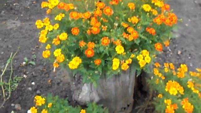 ПРИЕХАЛА К ДОЧЕРИ. СОСНА. БАРХАТЦЫ. ГРУШИ. АЙВА. смотреть онлайн