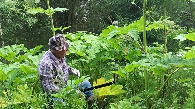 ?Как победить государственный Борщевик! Giant Hogweed смотреть онлайн