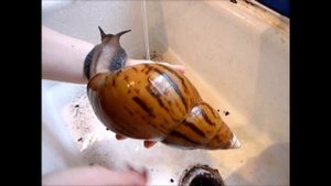 10 САМЫХ НЕОБЫЧНЫХ ДОМАШНИХ ЖИВОТНЫХ