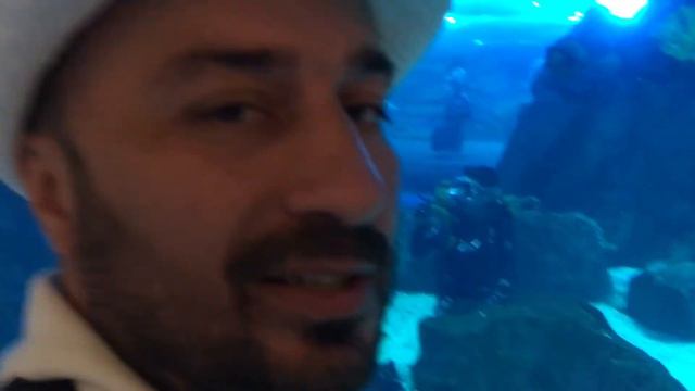 Дубаи Молл курс PADI смотреть онлайн