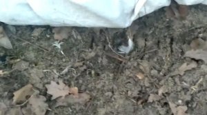 виноград на земле с близкими грунтовыми водами