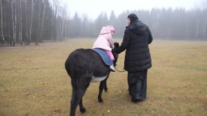 Гуляем вместе с осликами. Забавные животные