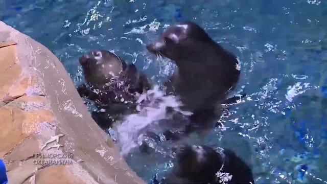 Приморский океанариум смотреть онлайн