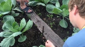 Как надо копать червей для рыбалки