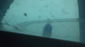 Ура! получилось! Отнерестил тернецию. Нерест тернеции