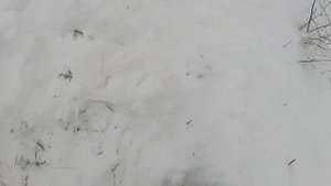 ПОИСК В ОВРАГЕ. НАХОДКИ С МЕТАЛЛОИСКАТЕЛЕМ. КОП В МОРОЗ С XP DEUS. Gold Beard