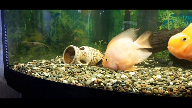 Красный попугай "Черный риелтор"