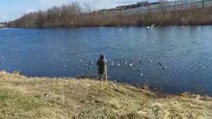 Чайки в Санкт-Петербурге.mp4