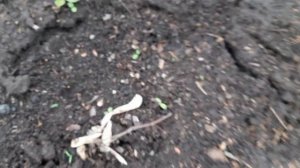 ИТОГИ ПОДЗИМНЕГО ПОСЕВА АСТРЫ.РЕЗУЛЬТАТ НА ЛИЦО.