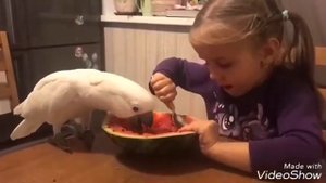 Попугай Какаду. Ест арбуз???
