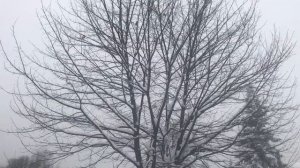 Сибирский Бродяга в гостях