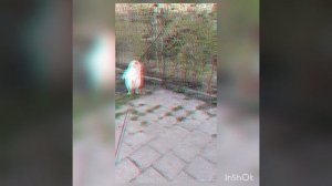 Волк против собаки чао-чао