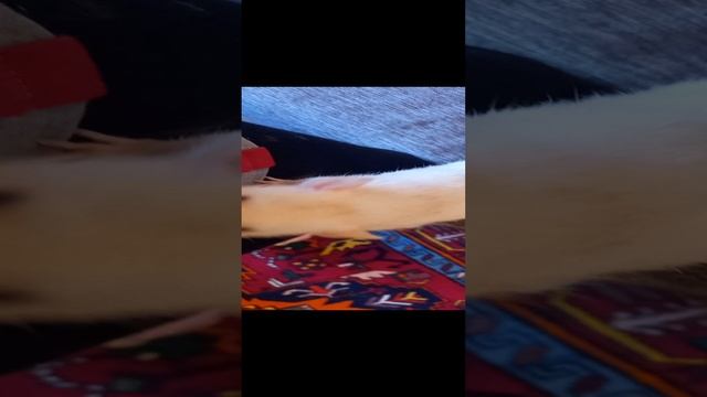 крыска Марта смотреть онлайн