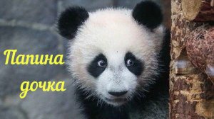 Папина дочка🐼 | Панда | Московский зоопарк