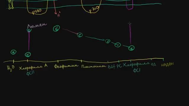№ 5 Фотосинтез световые реакции и фотофосфорилирование смотреть онлайн
