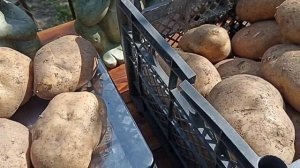 ПРОДАЕМ ПОСАДОЧНЫЙ ОРИГИНАЛЬНЫЙ КАРТОФЕЛЬ СЫНОК // ВАЦАП ДЛЯ ЗАКАЗА 8-915-245-91-59 ПИСЬМЕННО