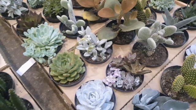 ⚪ Suculentas e Cactos Melhor Preço do Brasil na Feira Da Madrugada Outubro 2021 #rosasdodeserto смотреть онлайн