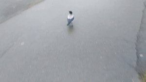 Ворона #ворона #прыгает