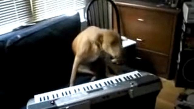 Собака играет и поет смотреть онлайн