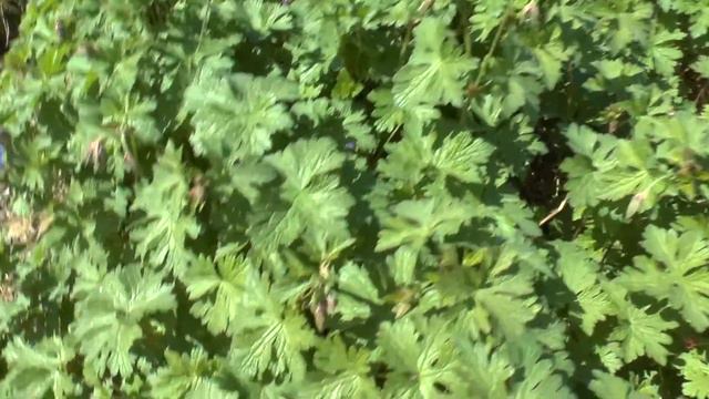 Geranium himalayense - grow & care смотреть онлайн