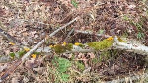 В каком лесу растет Дрожалка оранжевая? Салат из первых весенних грибов. 27.02.2020.