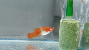 Лечим от плавниковой гнили (День 3)