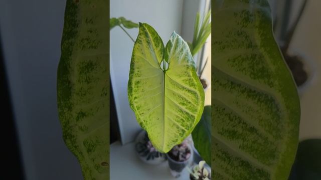 В гармонии с растениями ? СИНГОНИУМ White Butterfly ??