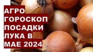 Агрогороскоп посадки лука в мае 2024 годаAgrohoroscope of onion planting in May 2024
