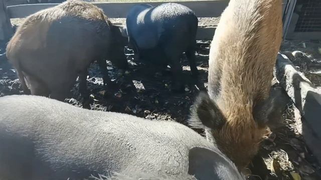 Приятные звуки от поедания орехов дикими кабанами смотреть онлайн