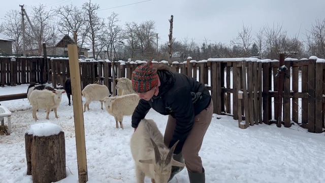 УХОД ЗА КОЗАМИ И ОВЦАМИ ЗИМОЙ: РАЦИОН ОВЕЦ и КОЗ ! смотреть онлайн