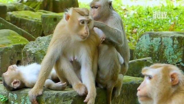 Milk... Milk.. Monkey Astra Very Spoil Crying Tantrum Request Milk, Mum Anita So Boring With Astra