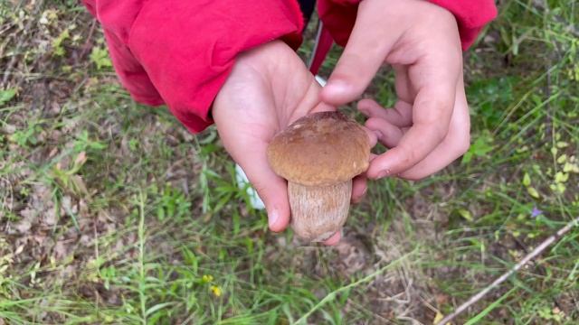 ЛЕТНИЕ ГРИБЫ В ИЮЛЕ В ПОДМОСКОВЬЕ| ГРИБЫ 2023 смотреть онлайн