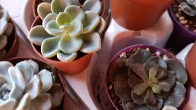 Kellesini Aldığım Echeveria Trompette Bol Bebek Vermiş 🥰 смотреть онлайн